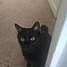 black_cat, cat, yellow_eyes, indoor, carpet, hallway, doorframe, pet, animal, feline, curious, looking, mammal, whiskers, ears, tail, home, cute, alert, domestic_cat