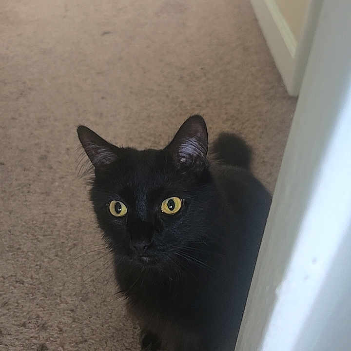 Obsidian is registered to the contest to win money with this photo: black_cat, cat, yellow_eyes, indoor, carpet, hallway, doorframe, pet, animal, feline, curious, looking, mammal, whiskers, ears, tail, home, cute, alert, domestic_cat