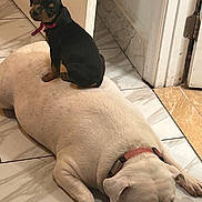 Coca And Buttercup joined the competition — help win amazing prizes! dog, puppy, small_dog, large_dog, white_dog, black_dog, collar, tile_floor, indoor, pet, animal, cute, relaxed, curious, sitting, lying_down, floor, domestic, companions, funny