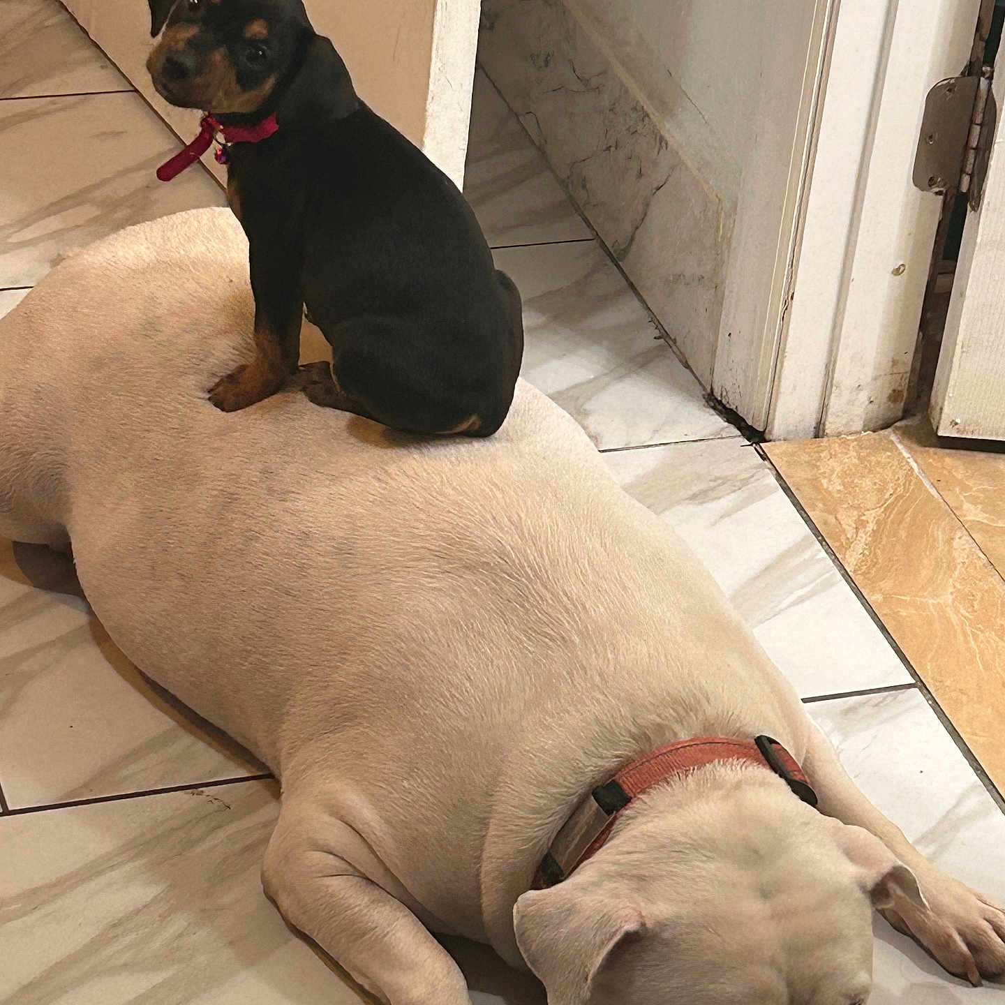 Coca And Buttercup joined the competition — help win amazing prizes! animal, black_dog, collar, companions, curious, cute, dog, domestic, floor, funny, indoor, large_dog, lying_down, pet, puppy, relaxed, sitting, small_dog, tile_floor, white_dog
