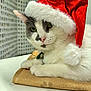 Oscar joined the competition — help win amazing prizes! cat, santa_hat, white_fur, gray_fur, green_eyes, pet, holiday, festive, indoor, relaxed, table, mat, closeup, domestic_cat, cute, animal, christmas, soft_fur, whiskers, collar