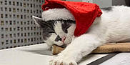 Oscar joined the competition — help win amazing prizes! cat, sleeping, santa_hat, white, gray, paw, table, indoor, cozy, relaxed, holiday, festive, fur, pet, cute, animal, nap, closeup, domestic_cat, mammal