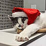 cat, sleeping, santa_hat, white, gray, paw, table, indoor, cozy, relaxed, holiday, festive, fur, pet, cute, animal, nap, closeup, domestic_cat, mammal