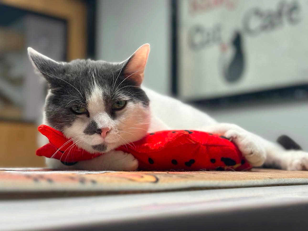 Oscar is registered to the contest to win money with this photo: cat, gray_and_white, plush_toy, red, indoor, lying_down, close_up, sleepy, pet, animal, face, whiskers, ears, paws, carpet, soft_toy, blurred_background, sign, cozy, resting