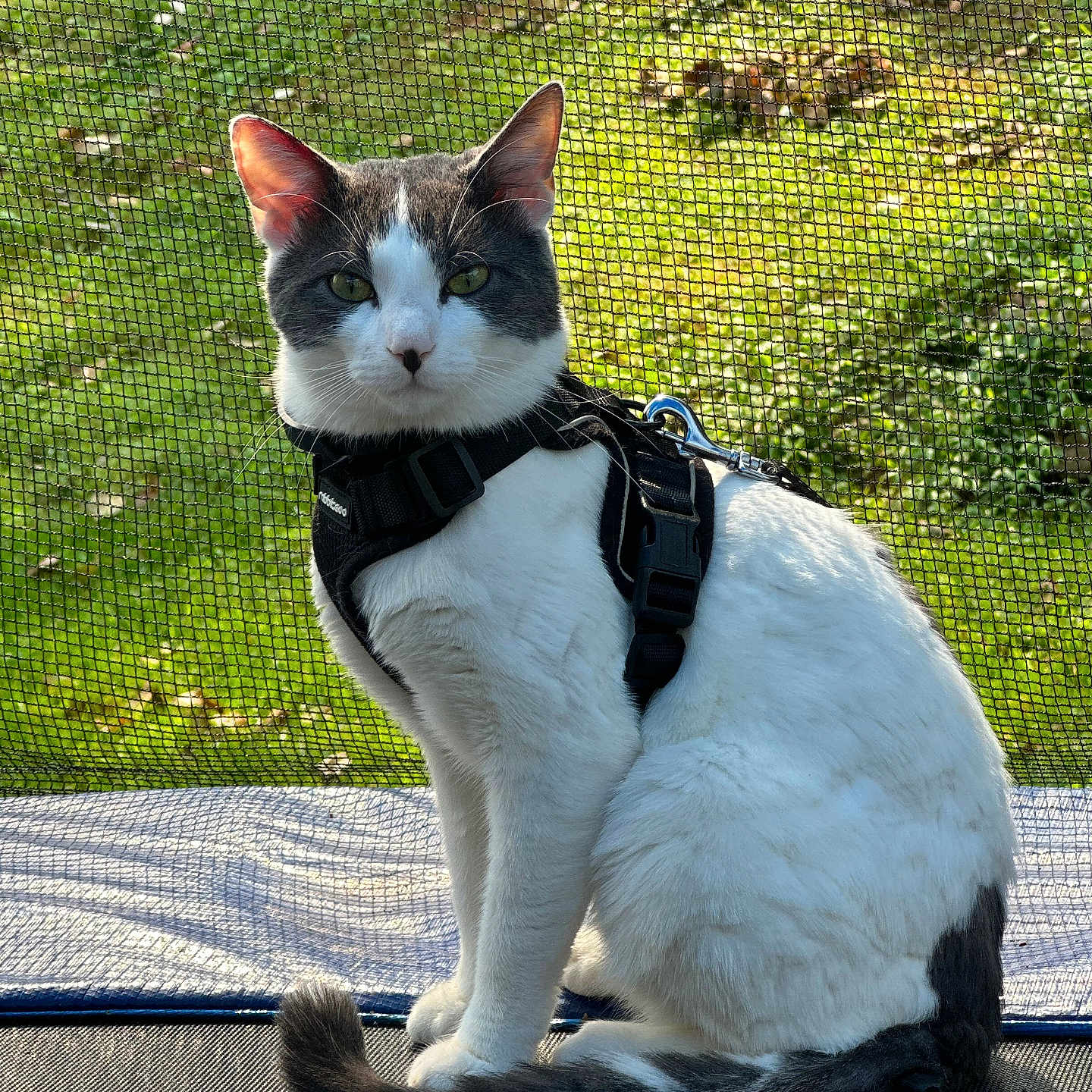 Autumn is registered to the contest to win money with this photo: cat, pet, harness, white_fur, gray_fur, sitting, outdoor, mesh_screen, greenery, sunlight, tail, animal, domestic_animal, feline, portrait, looking_at_camera, daylight, closeup, nature, leash