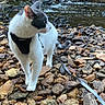 cat, white_cat, gray_cat, harness, leash, rocks, stream, water, outdoor, nature, animal, pet, curious, walking, fur, whiskers, side_view, daylight, wildlife, adventure