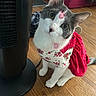 Autumn joined the competition — help win amazing prizes! cat, pet, animal, indoor, dress, clothing, floor, wooden_floor, fan, curious, sitting, white_and_gray, floral_pattern, red_velvet, cute, domestic_cat, household, portrait, feline, tilted_head