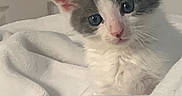 Autumn is registered to the contest to win money with this photo: kitten, cat, gray, white, fur, animal, pet, blanket, cozy, cute, indoor, soft, young, sleepy, curious, small, whiskers, ears, face, resting