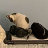 Autumn is registered to the contest to win money with this photo: kitten, cat, back_view, headphones, notebook, laptop, lenovo, pouch, bed, blanket, indoor, gray_wall, furniture, soft_texture, pet, animal, cute, small, fluffy, resting