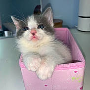 Autumn joined the competition — help win amazing prizes! kitten, cat, pet, animal, cute, pink_box, paws, feline, indoor, closeup, fluffy, young, curious, domestic_animal, resting, white, gray, blue_eyes, small, adorable