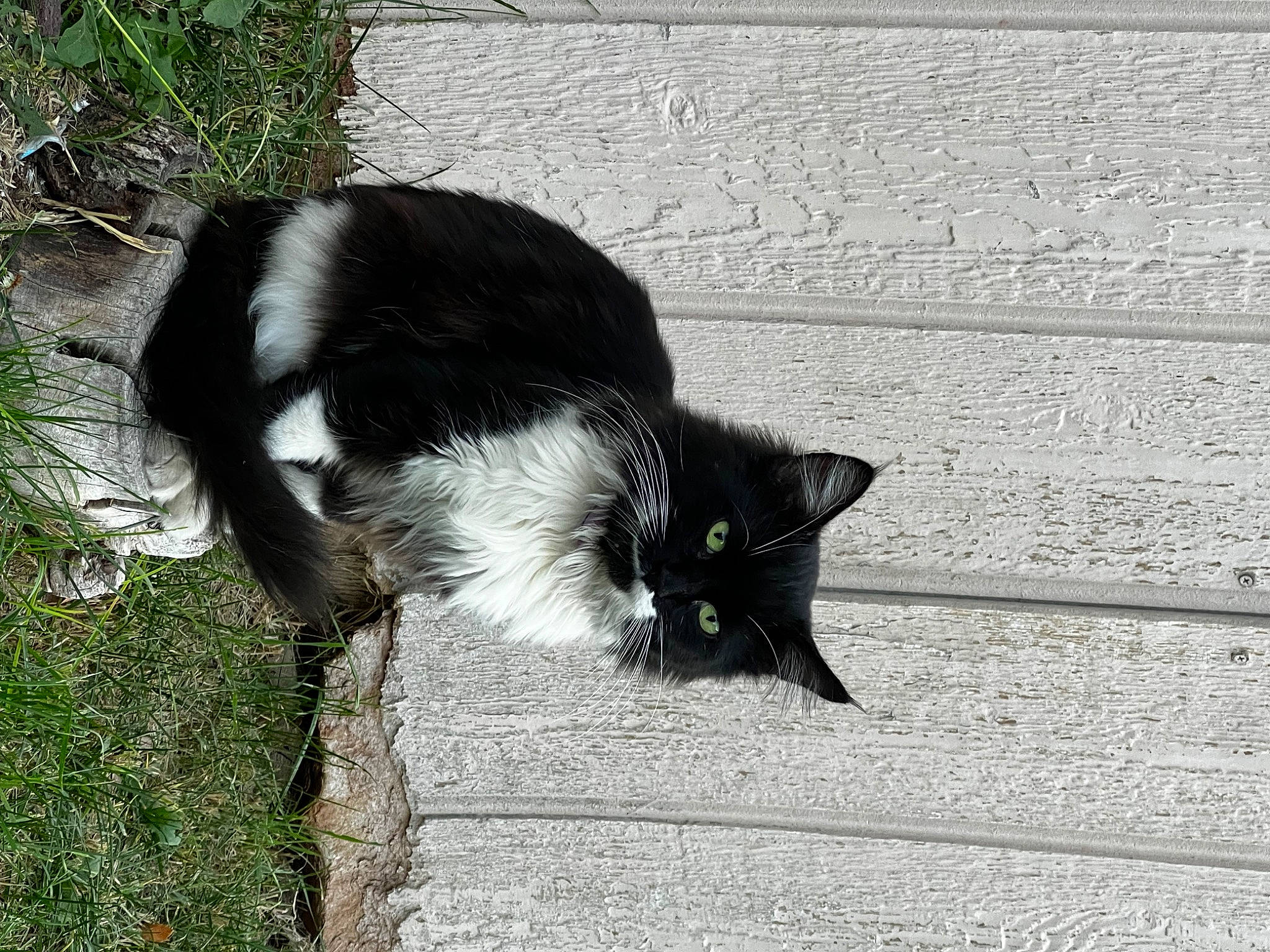 Batman joined the competition — help win amazing prizes! black_cat, carnivore, cat, claw, domestic_short_haired_cat, felidae, flooring, fur, grass, monochrome, monochrome_photography, plant, road_surface, shadow, small_to_medium_sized_cats, snout, tail, terrestrial_animal, tints_and_shades, whiskers