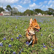 Charles is registered to the contest to win money with this photo: dog, small_dog, leash, field, flowers, purple_flowers, grass, outdoor, sunny, blue_sky, clouds, nature, pet, canine, happy, sitting, ears, collar, daytime, animal