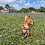 dog, small_dog, leash, field, flowers, purple_flowers, grass, outdoor, sunny, blue_sky, clouds, nature, pet, canine, happy, sitting, ears, collar, daytime, animal