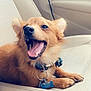Charles is registered to the contest to win money with this photo: dog, canine, pet, car_seat, collar, tag, happy, smiling, tongue, fur, ears, mouth_open, teeth, paws, indoor, transportation, vehicle, beige, seat, closeup