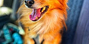 Charles joined the competition — help win amazing prizes! dog, orange, fluffy, tongue_out, happy, pet, canine, car_seat, blurred_background, close_up, animal, cute, smiling, sitting, domestic_animal, fur, ears, mouth, bright_eyes, leash