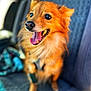 dog, orange, fluffy, tongue_out, happy, pet, canine, car_seat, blurred_background, close_up, animal, cute, smiling, sitting, domestic_animal, fur, ears, mouth, bright_eyes, leash
