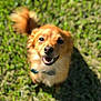 Charles is registered to the contest to win money with this photo: dog, happy, smiling, outdoor, grass, pet, canine, fluffy_tail, sunlight, closeup, animal, cute, brown_fur, nature, daylight, friendly, playful, mammal, looking_up, tongue_out