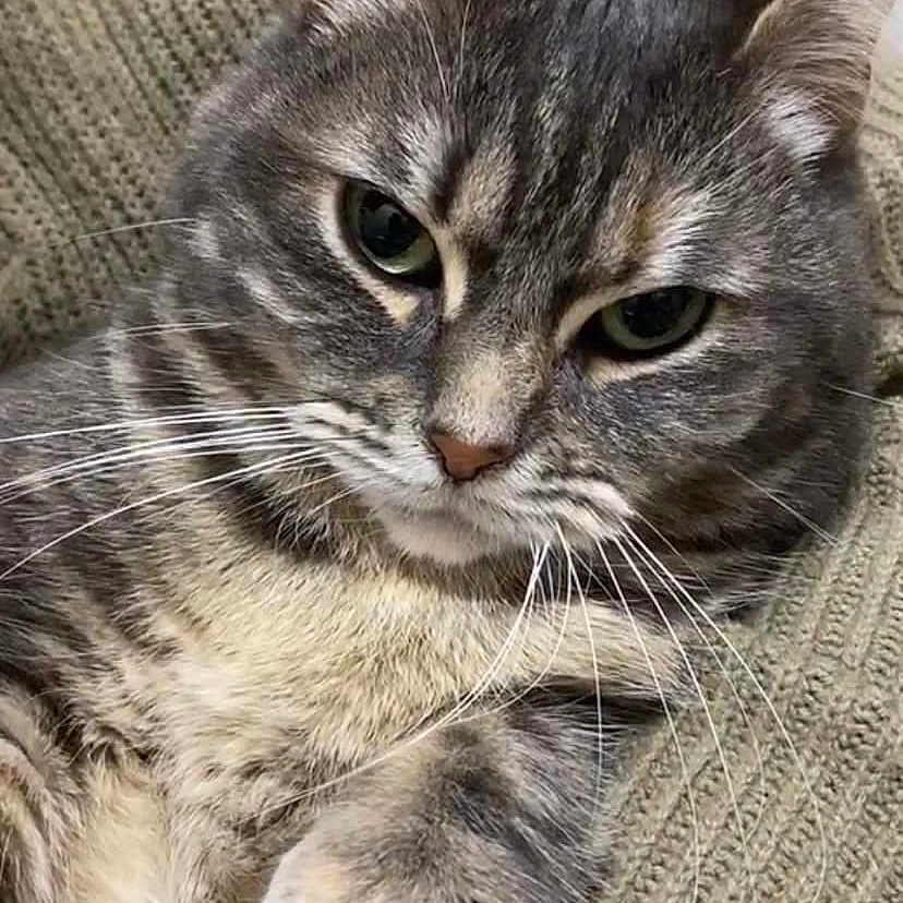 Nana Grizette a rejoint le concours — aidez-le/la à gagner de superbes lots ! animal, beige, cat, close_up, cozy, cute, ears, face, fur, gray_tabby, indoor, knitted_sweater, mammal, paw, pet, relaxed, resting, soft_lighting, texture, whiskers