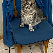 Nana Grizette a rejoint le concours — aidez-le/la à gagner de superbes lots ! blue_jacket, calm, cat, chair, cozy, cushion, domestic_animal, ears, eyes, feline, floor_tiles, fur, household, indoor, looking_at_camera, pet, sitting, tabby_cat, whiskers, wooden_chair