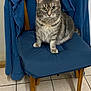 blue_jacket, calm, cat, chair, cozy, cushion, domestic_animal, ears, eyes, feline, floor_tiles, fur, household, indoor, looking_at_camera, pet, sitting, tabby_cat, whiskers, wooden_chair
