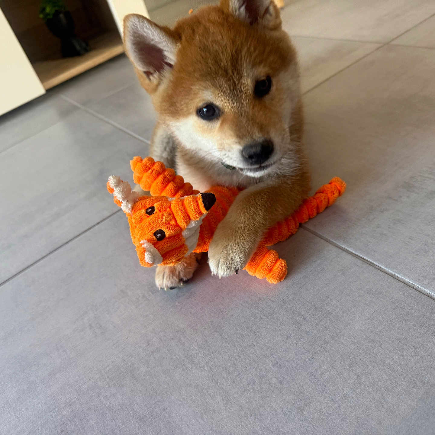 Loki a rejoint le concours — aidez-le/la à gagner de superbes lots ! animal, canine, carrot, cat, dog, food, fox, goldenretriever, husky, indoors, interiordesign, kitfox, pet, plant, plush, produce, puppy, toy, vegetable, wood