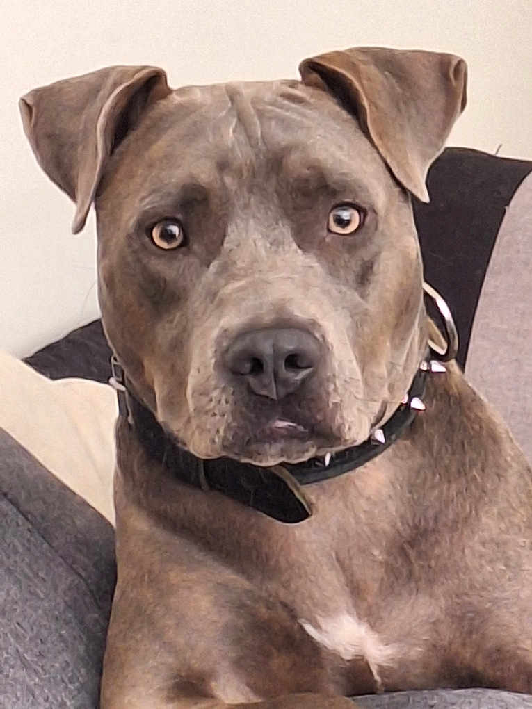 Tekila a rejoint le concours — aidez-le/la à gagner de superbes lots ! dog, portrait, close_up, canine, pet, animal, indoor, sofa, collar, spiked_collar, brown_fur, expression, face, ears, nose, sitting, looking, domestic_animal, furniture, house