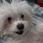 Nugget is registered to the contest to win money with this photo: dog, small_dog, white_fur, fluffy, close_up, face, nose, eyes, mouth, whiskers, pet, indoor, bedding, blanket, toy, playful, portrait, adorable, paw, expression