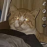 animal, bed, bedding, bedroom, blanket, cat, close_up, cozy, curtain, feline, glowing_eyes, indoors, night, orange_tabby, pet, phone_screenshot, portrait, sleepy, striped_fabric, whiskers