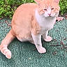 Tucker is registered to the contest to win money with this photo: animal, cat, cute, ears, eyes, fur, garden, grass, green_mat, heart_emoji, nose, orange_cat, outdoor, pet, portrait, sitting, striped_tail, text_overlay, whiskers, white_cat