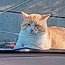 Tucker joined the competition — help win amazing prizes! animal, automotive, car, cat, dashboard, ears, feline, fur, hood, interior, orange_cat, outdoor, pet, pink_blanket, portrait, sitting, staring, tabby, whiskers, windshield