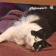 Mahout a rejoint le concours — aidez-le/la à gagner de superbes lots ! american_curl, black_cat, carnivore, cat, domestic_long_haired_cat, ear, eye, felidae, fur, kitten, mammal, norwegian_forest_cat, paw, polydactyl_cat, small_to_medium_sized_cats, snapshot, snout, tail, vertebrate, whiskers