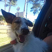 Fripouille participe au concours pour gagner de l'argent avec cette photo : canidae, carnivore, dog, dog_breed, ear, fawn, fox_terrier, ibizan_hound, jaw, nose, sky, smooth_fox_terrier, snout