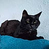 black_cat, cat, pet, feline, indoor, resting, blue_fabric, texture, wall, relaxed, animal, domestic_animal, whiskers, ears, fur, close_up, mammal, portrait, laying_down, household