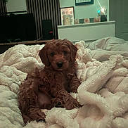 Marley is registered to the contest to win money with this photo: puppy, dog, brown, fluffy, blanket, bed, cozy, indoor, pet, cute, fur, animal, relaxing, soft, comfort, small, young, lying_down, domestic, warm