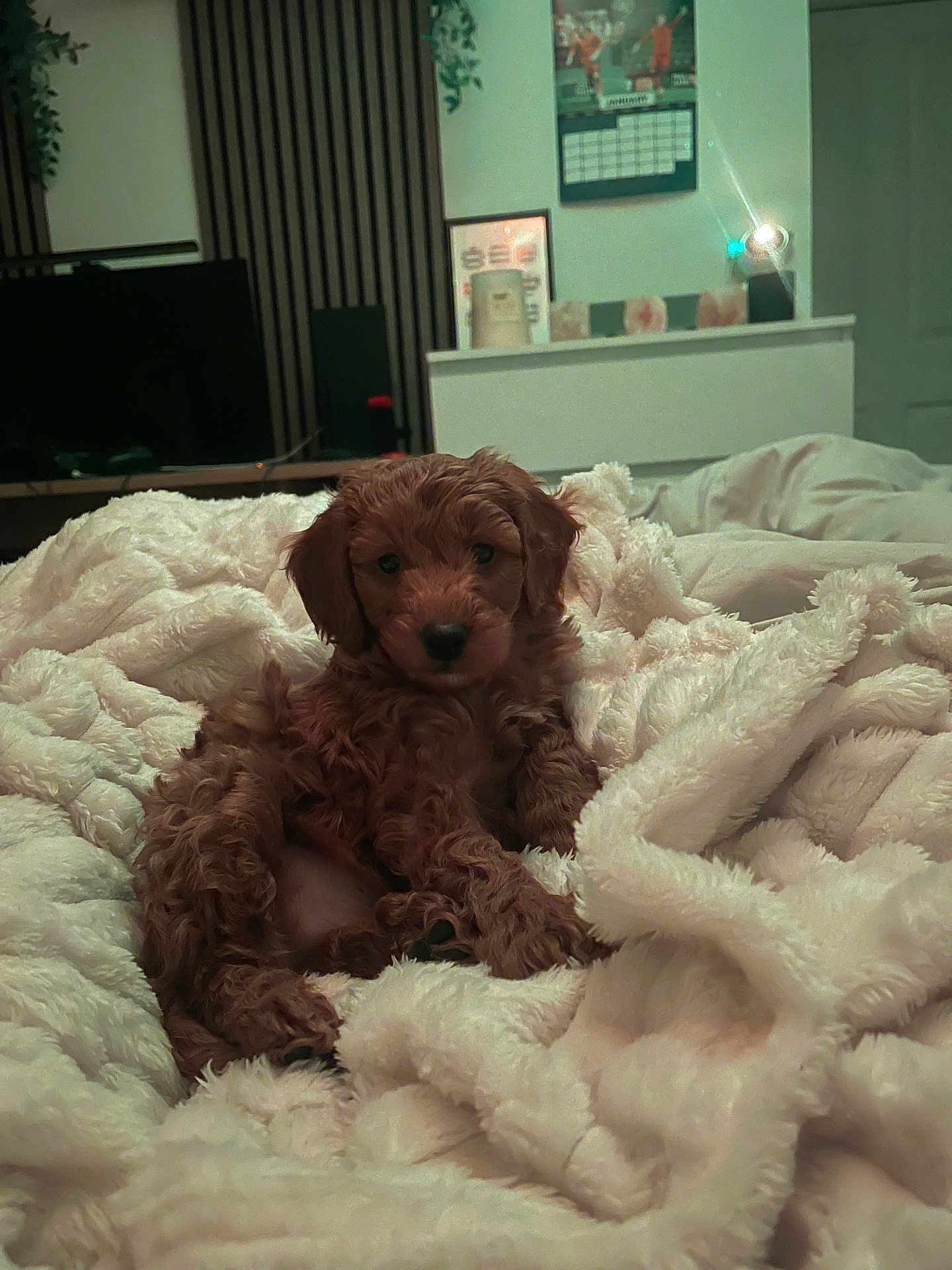 Marley is registered to the contest to win money with this photo: puppy, dog, brown, fluffy, blanket, bed, cozy, indoor, pet, cute, fur, animal, relaxing, soft, comfort, small, young, lying_down, domestic, warm