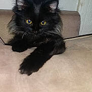Salem joined the competition — help win amazing prizes! cat, kitten, black_cat, pet, animal, feline, yellow_eyes, fluffy, cute, indoor, resting, looking, curious, beige, couch, fur, paw, close_up, screenshot, phone_interface