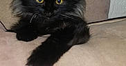 Salem joined the competition — help win amazing prizes! animal, beige, black_cat, cat, close_up, couch, curious, cute, feline, fluffy, fur, indoor, kitten, looking, paw, pet, phone_interface, resting, screenshot, yellow_eyes