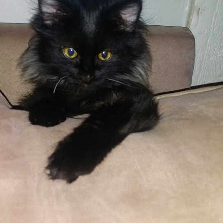 Salem