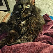 Salem joined the competition — help win amazing prizes! alert, animal, black_cat, blanket, cat, closeup, cozy, cute, feline, fluffy, fur, green_eyes, home, indoor, pet, portrait, purple_blanket, relaxed, resting, whiskers
