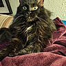 alert, animal, black_cat, blanket, cat, closeup, cozy, cute, feline, fluffy, fur, green_eyes, home, indoor, pet, portrait, purple_blanket, relaxed, resting, whiskers