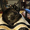 Salem joined the competition — help win amazing prizes! animal, black_cat, blanket, cat, chair, cozy, domestic, feline, furniture, home, indoor, knitted_blanket, lap, living_room, mesh_chair, pet, relaxed, resting, table, wood_floor