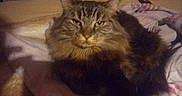 Feline a rejoint le concours — aidez-le/la à gagner de superbes lots ! asian_semi_longhair, carnivoran, cat, cat_like_mammal, domestic_long_haired_cat, domestic_short_haired_cat, dragon_li, european_shorthair, eye, fauna, fur, maine_coon, nebelung, norwegian_forest_cat, pixie_bob, small_to_medium_sized_cats, snout, tabby_cat, whiskers, wild_cat