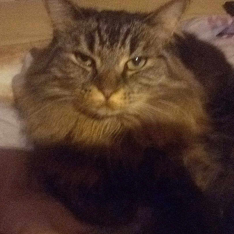 Feline