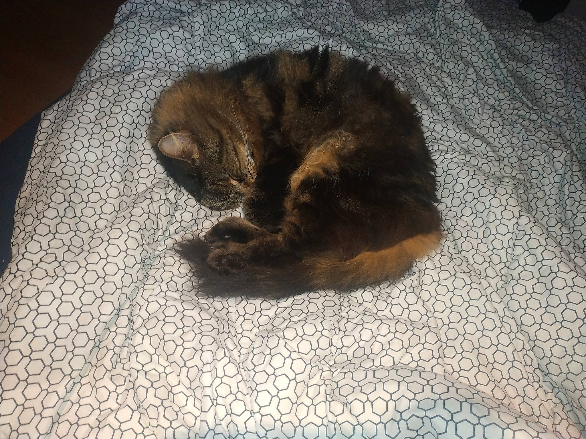 Feline a rejoint le concours — aidez-le/la à gagner de superbes lots ! carnivore, cat, claw, domestic_short_haired_cat, european_shorthair, fawn, felidae, fur, nap, paw, sleep, small_to_medium_sized_cats, tabby_cat, tail, whiskers