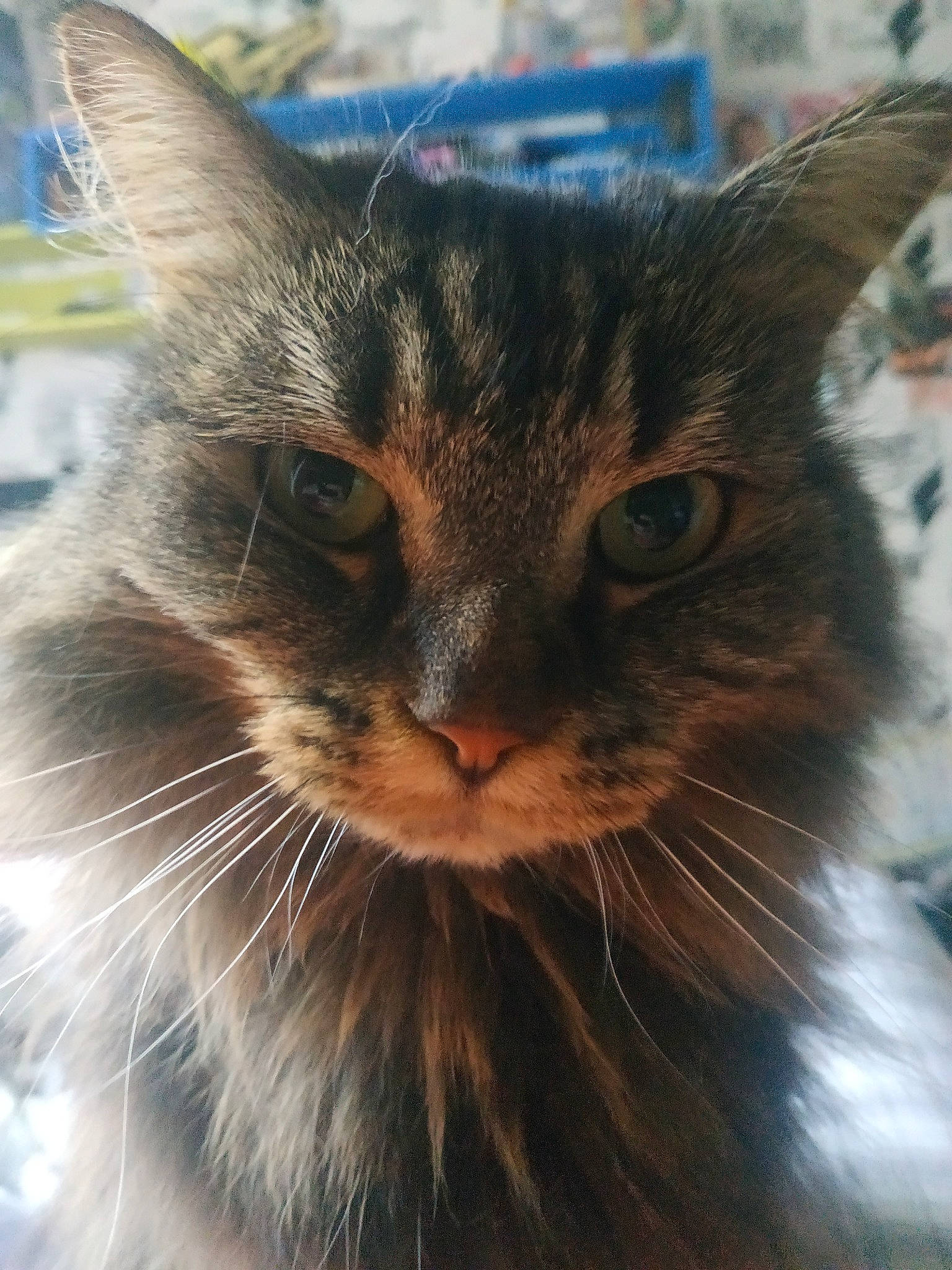 Feline a rejoint le concours — aidez-le/la à gagner de superbes lots ! aegean_cat, asian, carnivore, cat, domestic_long_haired_cat, domestic_short_haired_cat, eye, fawn, felidae, kitten, maine_coon, mammal, oriental_longhair, small_to_medium_sized_cats, snout, somali, tabby_cat, vertebrate, whiskers