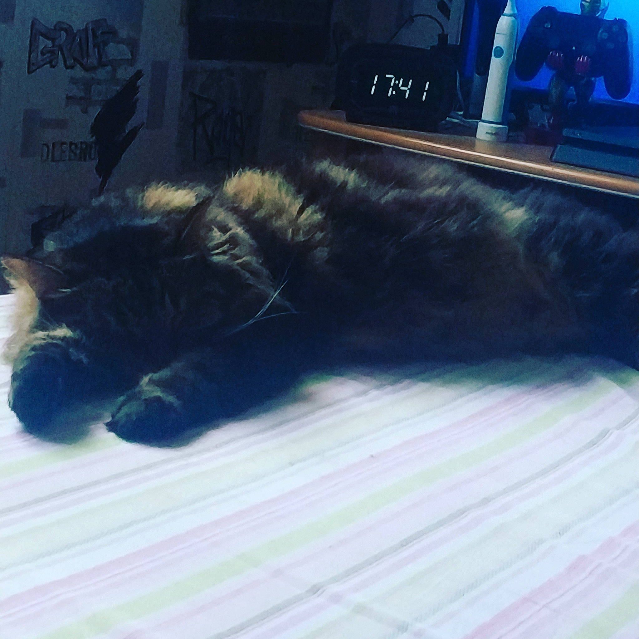 Feline a rejoint le concours — aidez-le/la à gagner de superbes lots ! blue, cat, flooring, fur, nap, sky, tail
