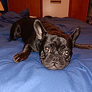 Hoosier is registered to the contest to win money with this photo: dog, french_bulldog, black_dog, bed, blue_bedspread, indoor, pet, canine, animal, ears, eyes, paw, fur, lying_down, resting, cute, looking_up, room, lamp, furniture