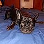 dog, french_bulldog, black_dog, bed, blue_bedspread, indoor, pet, canine, animal, ears, eyes, paw, fur, lying_down, resting, cute, looking_up, room, lamp, furniture