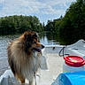 dog, lake, boat, water, trees, sky, clouds, outdoor, nature, pet, animal, paddle_boat, canine, summer, daytime, fur, leash, calm, scenic, reflection