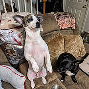 Titan is registered to the contest to win money with this photo: dog, couch, pillow, blanket, living_room, pet, canine, fur, ears, snout, indoor, furniture, companion, animal, cute, two_dogs, brown, black, white, resting